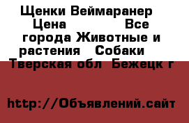 Щенки Веймаранер › Цена ­ 40 000 - Все города Животные и растения » Собаки   . Тверская обл.,Бежецк г.